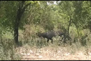 Nilgai seen near Ghaziabad farm