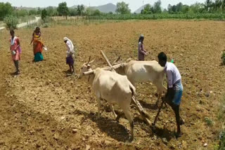 amid corona pandemic, farming increased in chittor district