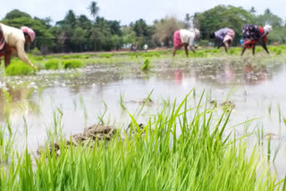 Centre approves Rs 111.70 cr assistance for kharif crop damage