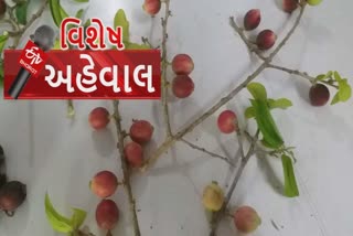 રોગ પ્રતિકારકશક્તિ વધારતું આકોલનું ફળ, ખનીજ અને વિટામિન સ્ત્રોત ધરાવતું ગીરમાં મળતું ફળ