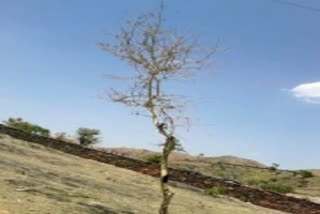 Rare species of Babool tree found in Rajasthan after 68 years