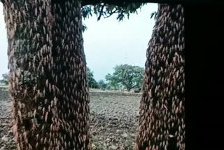 locust reaches sidhi district of madhya pradesh