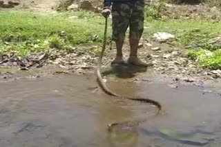 8 feet snake