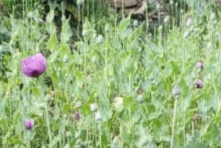 illegal poppy cultivation