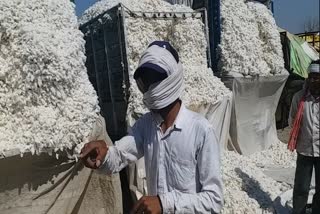 non purchase of cotton