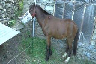 Horse which ferries its owner from Kashmir to Rajouri placed under 'home quarantine'