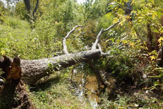 صنوبر کے درخت کی زد میں آکر دو خواتین ہلاک