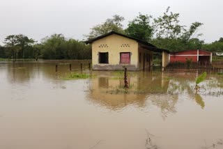 বানৰ কৱলত অসমৰ 2লাখ জনতা, এজনৰ মৃত্যু