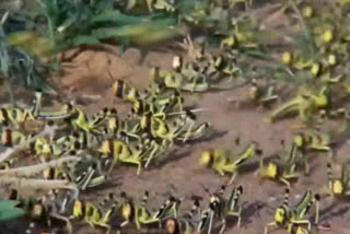 locust-attack-in-many-states-of-india