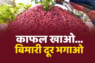 special story on kafal fruit