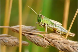 estimates of grasshopper reaches in balodabazar There may be major damage to crops