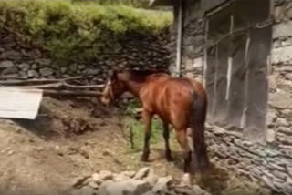 horse sent to home quarantine in rajouri of jammu kashmir