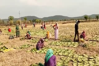 13.25 lakh standard sack tendu leaves stored in Madhya Pradesh