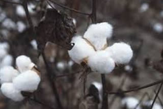 Commission for Agricultural Costs and Prices suggested central to increase cotton crop support price