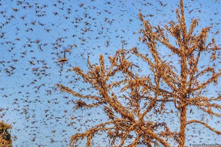 Bidar district administration is taking measures to control grasshopper