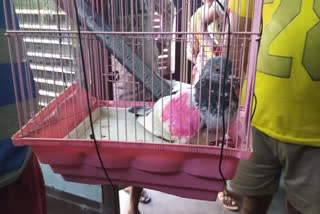 Pakistani villager claims to be owner of 'spy' pigeon captured by locals in Kathua