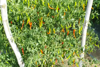 Green chillies are becoming red