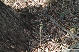 Locust party outbreak in Rajgarh