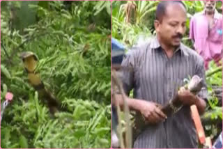 Forest officials capture 16-foot King Cobra in Ernakulam after hours-long efforts