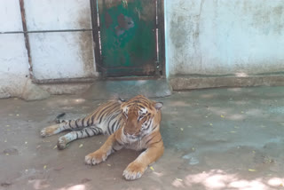 Find out how the Kankaria Zoo animals are being kept