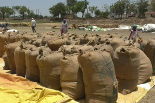 Mabalak summer paddy crop ready in Olpad