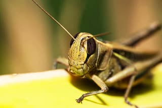 locust attack