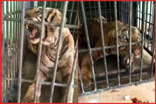 Treating the tiger in Bannerghatta National Park