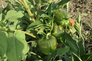 harvesting of Capsicum,Kapurthala