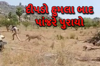 દીપડાનો હુમલો