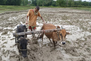 Finally the farmer of Rangapara smile