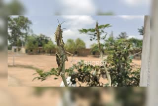 Grasshoppers in Kolar