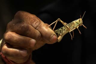 Government start battle on locust invasion