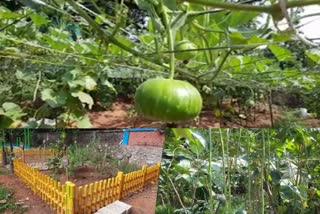 മലപ്പുറം വാർത്ത  malapuram news  അസാമി പരീക്ഷണവുമായി അഥിതി തൊഴിലാളി  Assamese experiment in vegetable cultivation