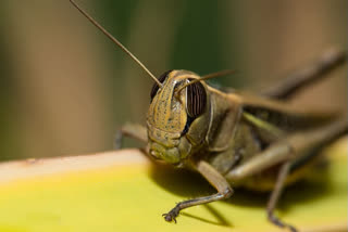 Haryana  High alert  Locust swarms  Locust  Rajasthan  Crops  ചണ്ഡിഗഡ്  രാജസ്ഥാനിൽ വെട്ടുക്കിളിയുടെ ശല്യം  ഹരിയാന വെട്ടുക്കിളി ആക്രമണം  അതീവ ജാഗ്രത