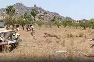 Telangana  Leopard  Man Animal Conflict  leopard attacks Forest Officials  തെലങ്കാനയില്‍ പുള്ളിപ്പുലിയുടെ ആക്രമണത്തില്‍ വനപാലകര്‍ക്ക് പരിക്ക്  തെലങ്കാന