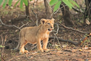 Asiatic lions die in Amreli, 3 lions die in 24 hours