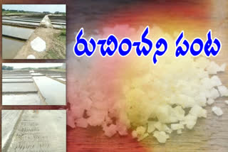 salt farmers problems at repalle