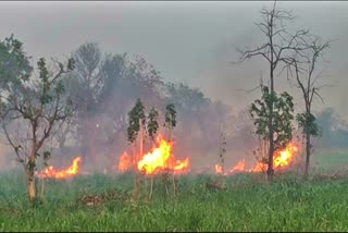 Remnants of crop being burnt in Bemetra