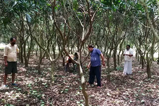 storm destroyed mango in banka