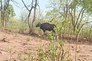 Bison came astray in the fence in bhopal