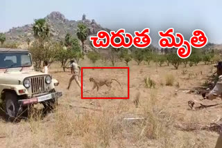 leopard died in nalgonda dist marriguda