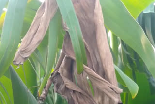 high temperature  effect on banana crops in Nanded