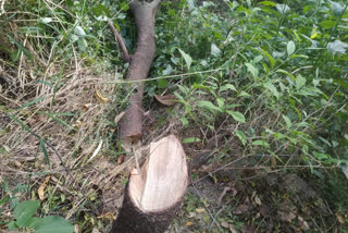 Wood smugglers cut sandalwood trees