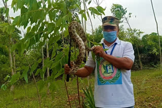 cobra and snakes are moving at Wambay Colony in Srikakulam district