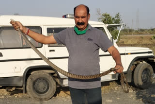 Snake caught in Nageshwar Children's Water Park by Principal constable