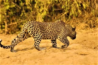 cheetah-appears-at-rajendranagar-in-hyderabad