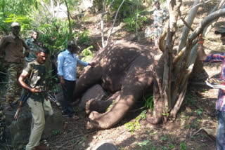 45-50 year old Elephant dead at Malemahadeshwara Wildlife