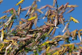 attack of locust