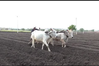 availability of seed for the crop season in hingoli