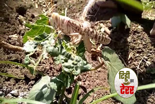 Locust team increased farmers' problems